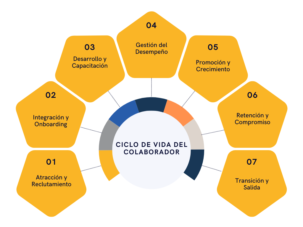 Ciclo de Vida del Colaborador